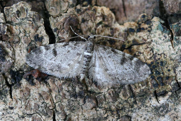 Eupithecia conterminata: Bild 1