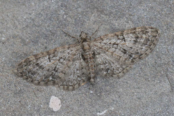 Eupithecia dodoneata: Bild 27