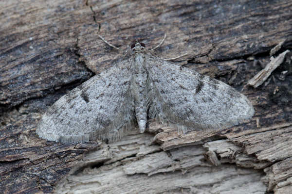 Eupithecia indigata: Bild 1