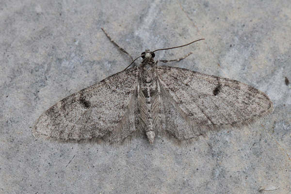 Eupithecia indigata: Bild 5