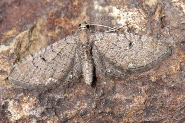 Eupithecia alliaria: Bild 2