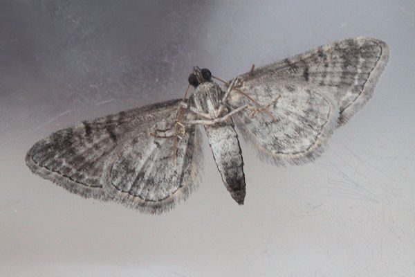 Eupithecia alliaria: Bild 6