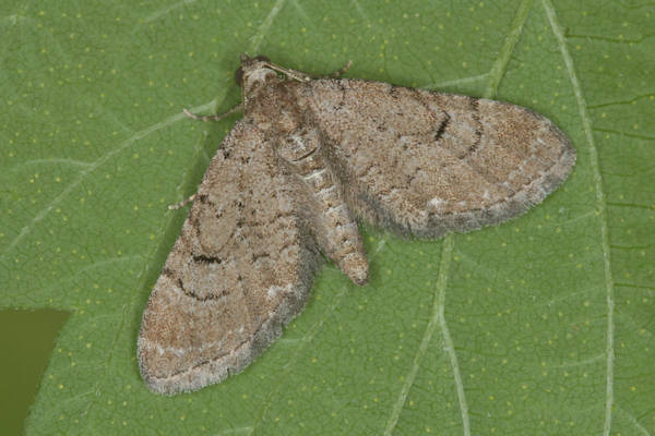 Eupithecia alliaria: Bild 5