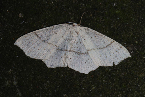 Cyclophora punctaria: Bild 3