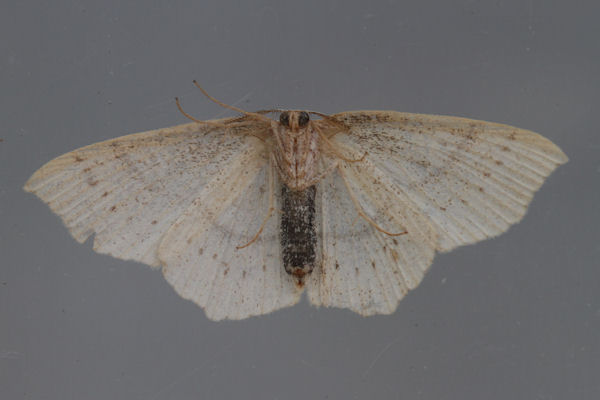 Cyclophora punctaria: Bild 20