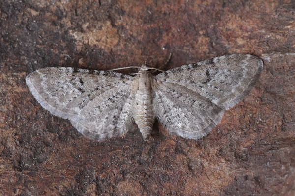 Eupithecia veratraria: Bild 10