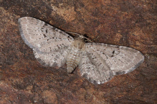 Eupithecia veratraria: Bild 11