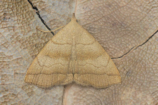 Herminia tarsicrinalis: Bild 10