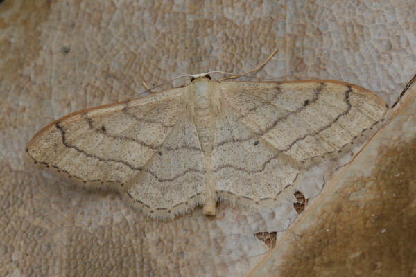 Idaea aversata: Bild 18