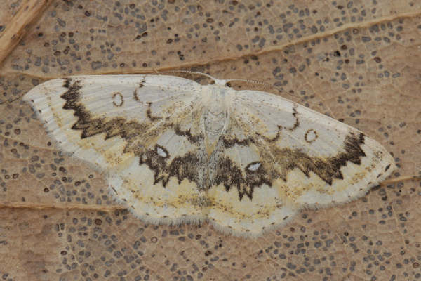 Cyclophora annularia: Bild 9