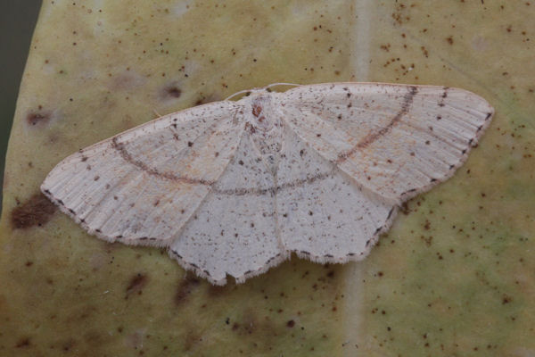 Cyclophora punctaria: Bild 12