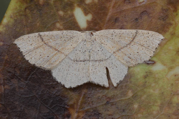 Cyclophora punctaria: Bild 4