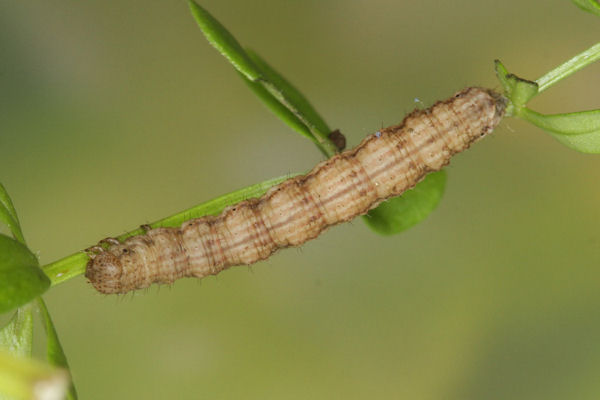 Coenotephria salicata: Bild 26