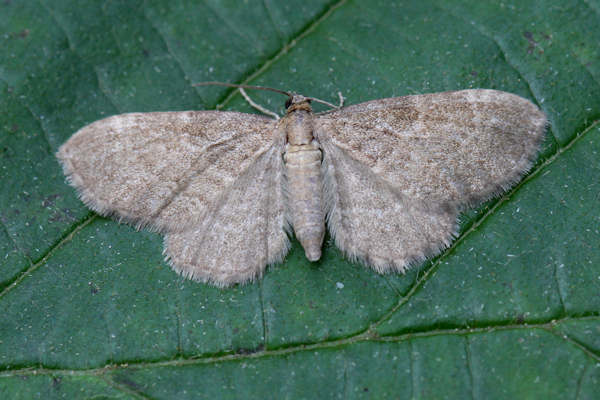 Eupithecia immundata: Bild 3