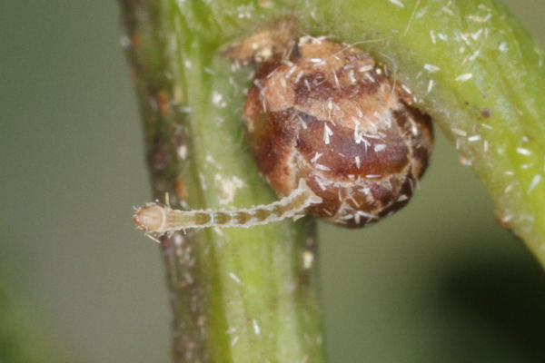 Cyclophora punctaria: Bild 11