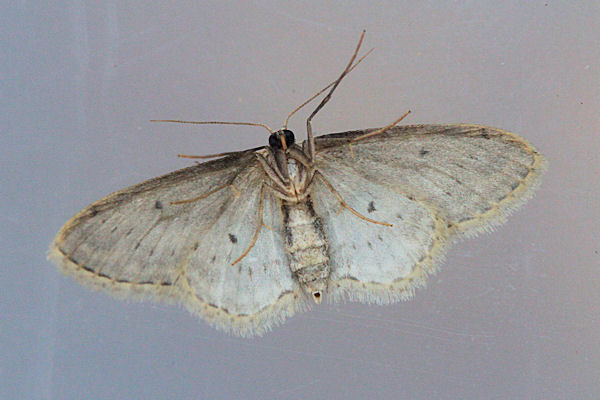 Idaea seriata: Bild 28