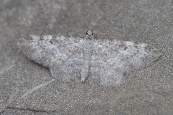 Eupithecia impurata: Bild 27