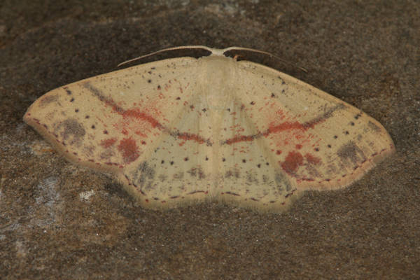 Cyclophora punctaria: Bild 13