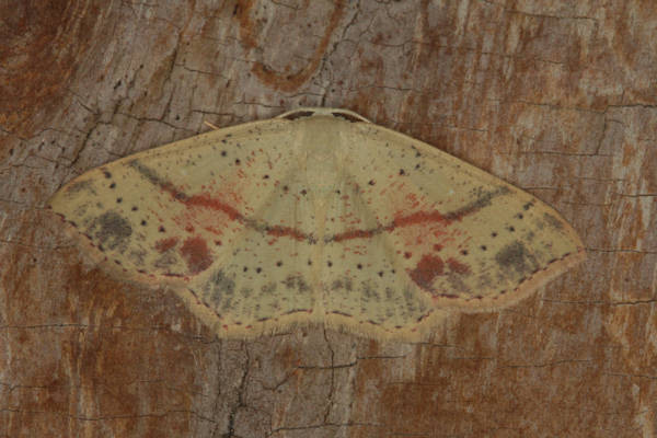 Cyclophora punctaria: Bild 14