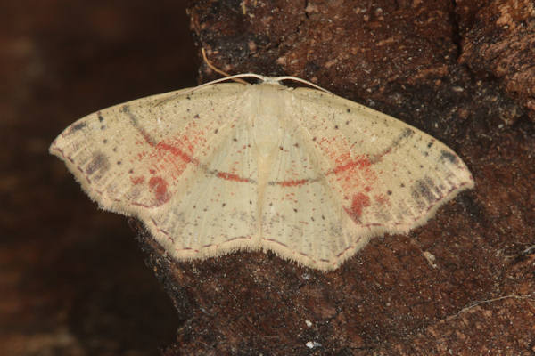 Cyclophora punctaria: Bild 16