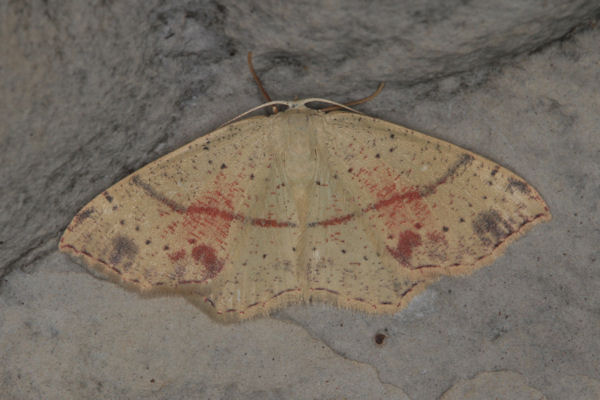 Cyclophora punctaria: Bild 17