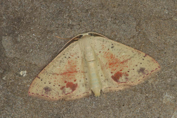 Cyclophora punctaria: Bild 18