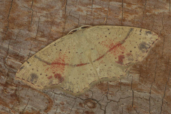 Cyclophora punctaria: Bild 19