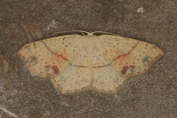 Cyclophora punctaria: Bild 5