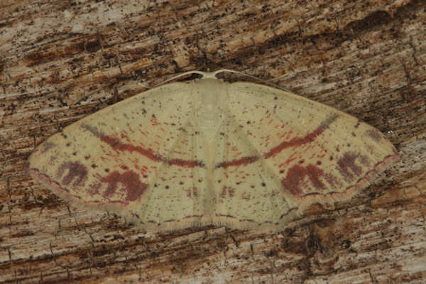 Cyclophora punctaria: Bild 6