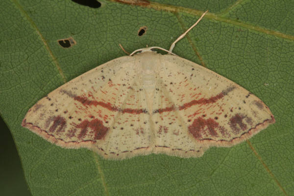 Cyclophora punctaria: Bild 7