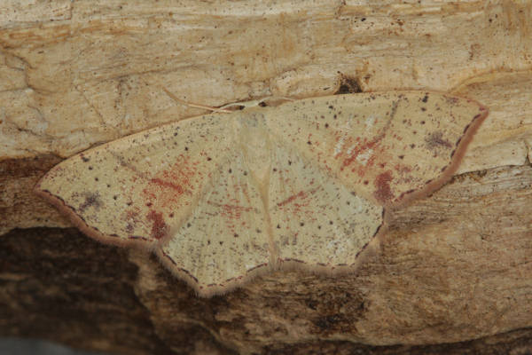 Cyclophora punctaria: Bild 8