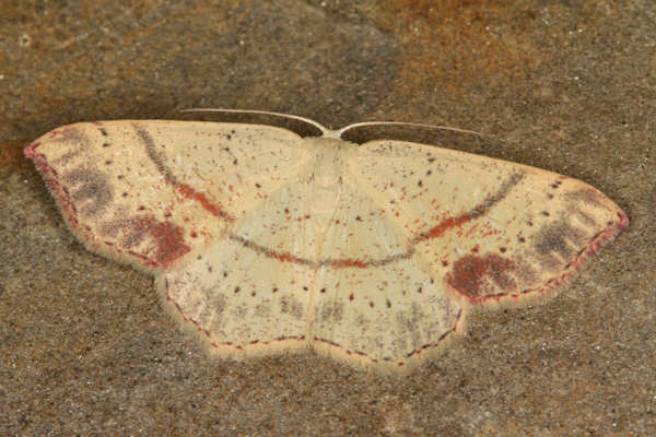 Cyclophora punctaria: Bild 9