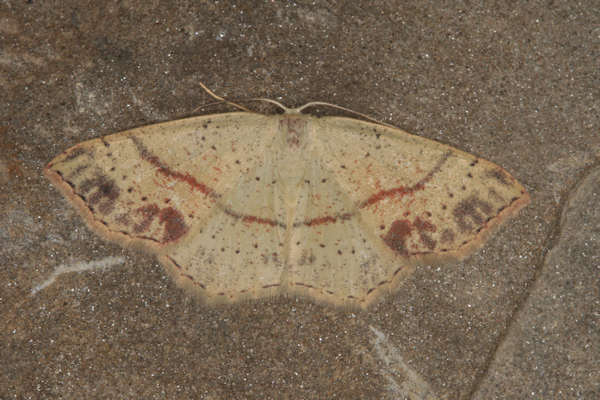 Cyclophora punctaria: Bild 10