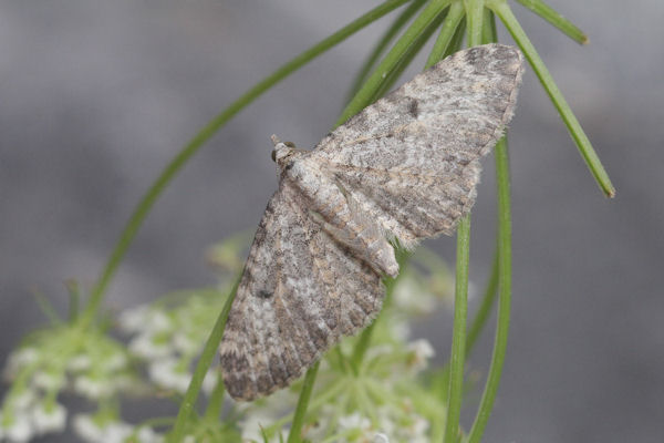 Eupithecia impurata: Bild 28