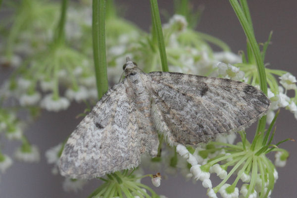 Eupithecia impurata: Bild 32