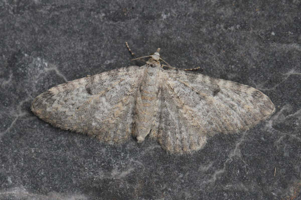 Eupithecia impurata: Bild 33