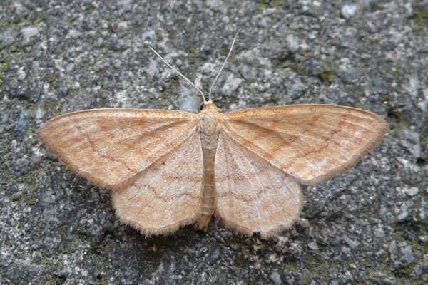 Idaea ochrata: Bild 5