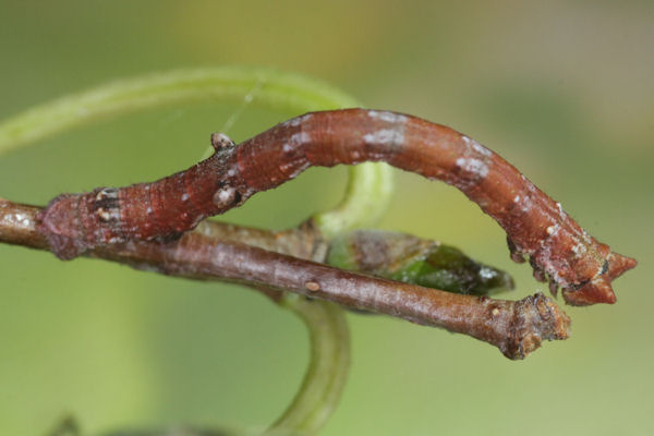 Biston betularia alexandrina: Bild 29