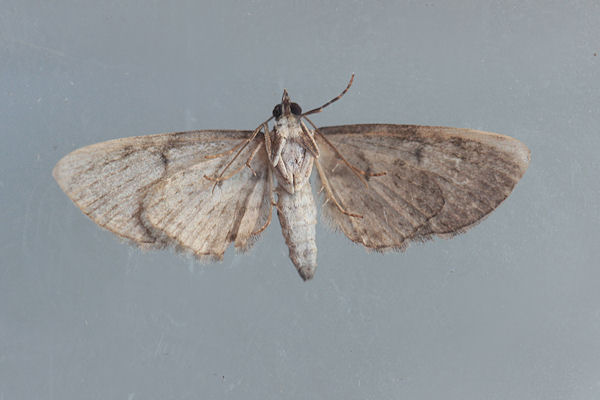 Eupithecia tripunctaria: Bild 7