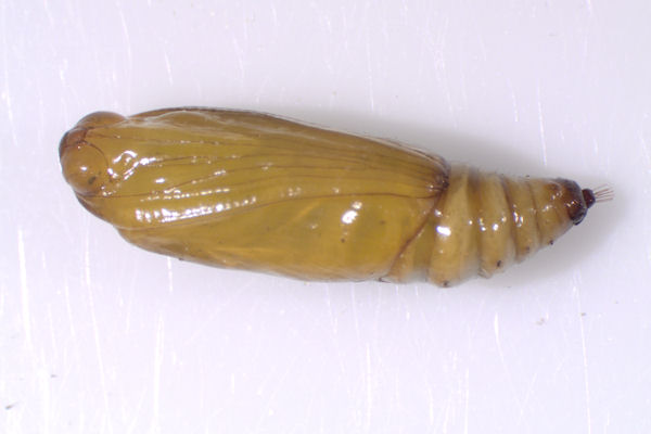 Coenotephria salicata: Bild 31