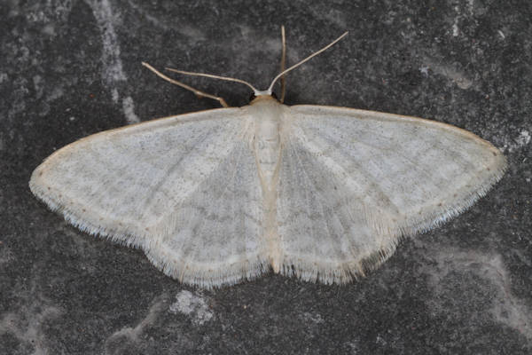 Idaea subsericeata: Bild 8