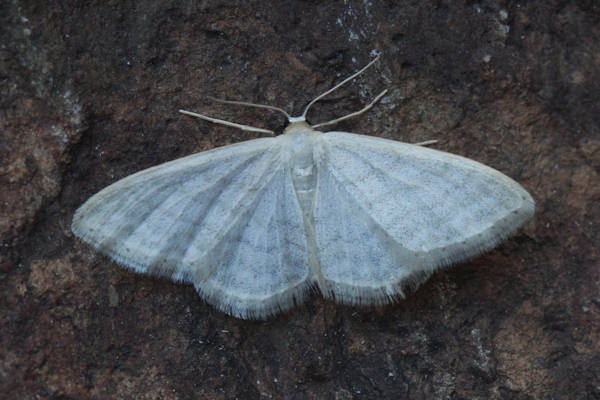 Idaea subsericeata: Bild 9