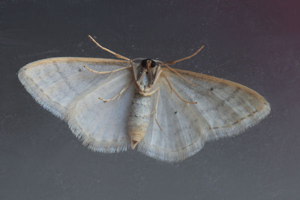 Idaea subsericeata: Bild 27