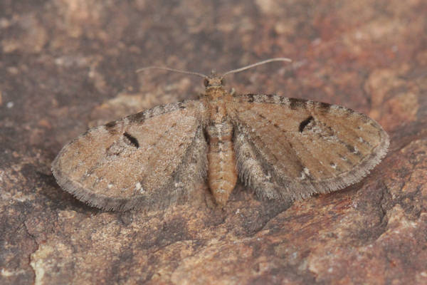 Eupithecia assimilata: Bild 3