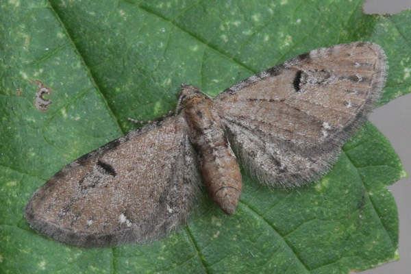 Eupithecia assimilata: Bild 4