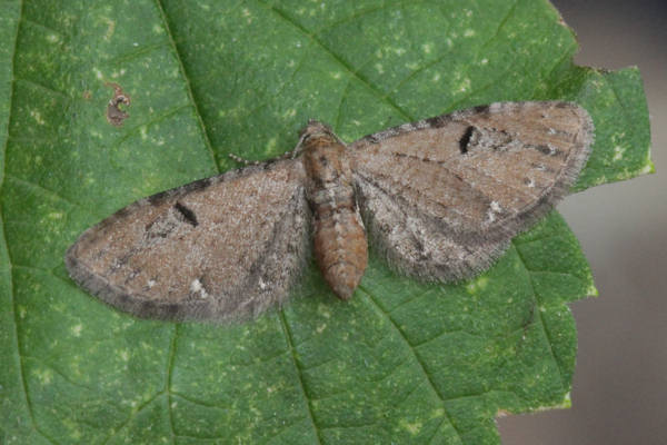 Eupithecia assimilata: Bild 5