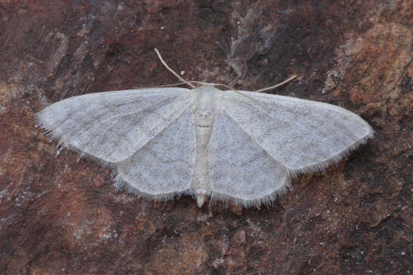 Idaea subsericeata: Bild 18