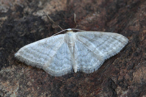 Idaea subsericeata: Bild 20