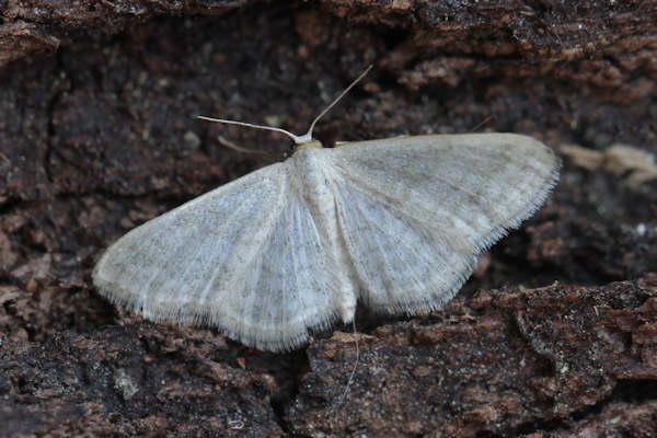 Idaea subsericeata: Bild 21