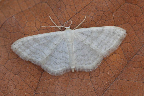 Idaea subsericeata: Bild 23